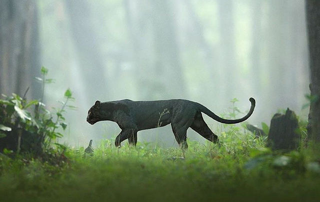 19 Photos Showing A Majestic Black Panther Roaming Through the Jungles Of India