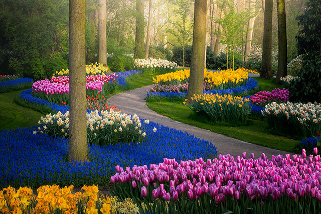 Photographer Captures The Keukenhof Tulip Gardens Empty For The First Time In 71 Years (31 Pics)