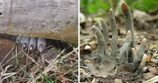 This Creepy Fungus Is Called 'Dead Man's Fingers' And There Couldn't Be A More Suiting Name