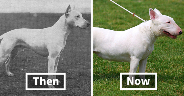 15 Pics Of Popular Dogs Breeds Showing How They Changed Over The Last 100 Years