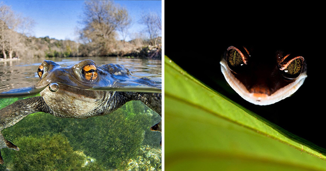 30 Stunning Winning Photos From This Year's Close-Up Photographer Of The Year Competition