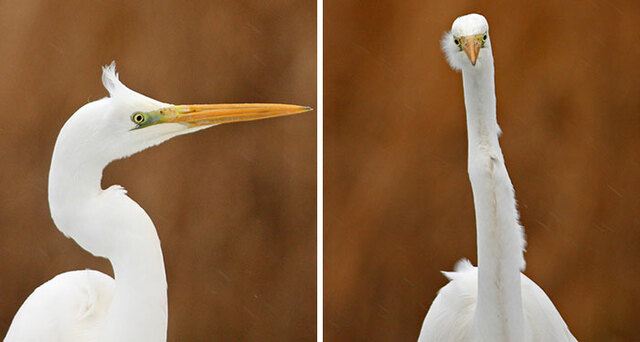 20 Photos Of Birds From The Front That Will Make You Laugh Out Loud