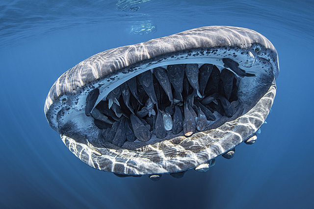 26 Winning Submissions From The 'Through Your Lens' Underwater Photo Contest 2020