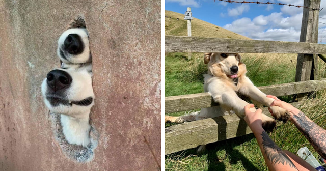 'Dogspotting' Is A Facebook Group Where People Share The Best Pics Of They've Taken (40 Pics)