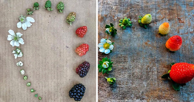 People Are Sharing Photos Showing The Life Cycles Of Various Living Things (24 Pics)