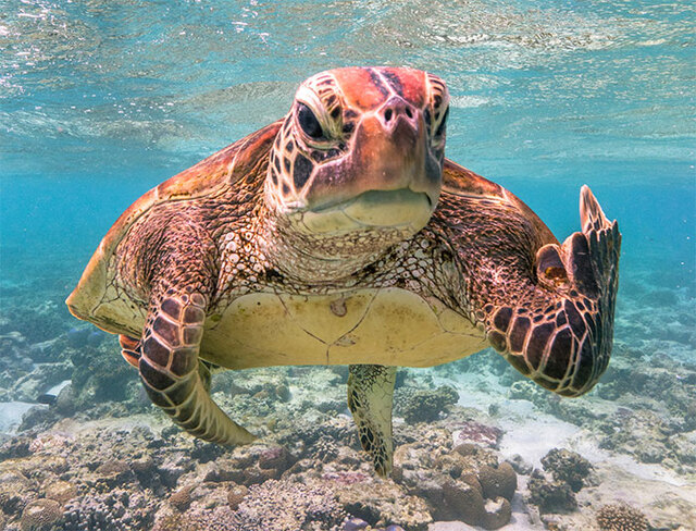 The Winners Of This Year's Comedy Wildlife Photography Awards Have Finally Been Announced, And The Photos Are Too Funny (16 Pics)