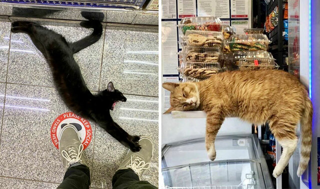 30 "Bodega Cats" That Act Like They Own The Place