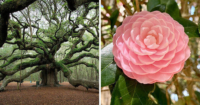 30 Of The Most Stunning Plants Nature Has Blessed Us With Shared To This Online Group