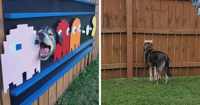 After Noticing Their Dogs Like To Watch The Neighborhood Through The Hole In The Fence, These Owners Decided To Decorate It With Funny Posters