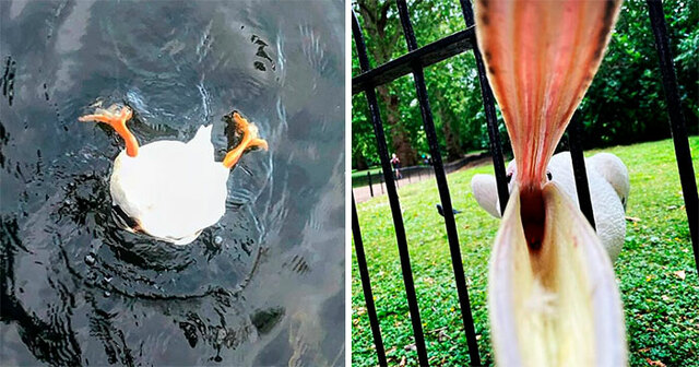 People Are Sharing Their Worst Wildlife Photos To This Online Group, And It's Hilarious (30 New Pics)