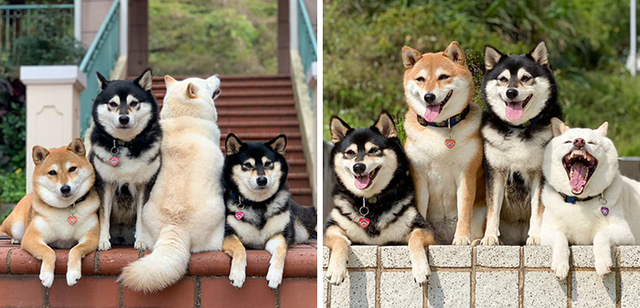 20 Times This Adorable Shiba Inu Ruined Group Photos