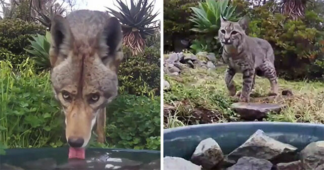 20 Animals That This Woman Captured Using A Hidden Camera In Her Yard