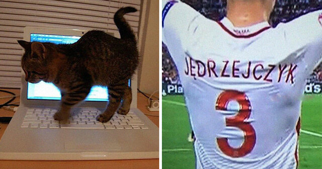 30 Hilarious Cat Memes All Cat Owners Will Be Able To Relate To