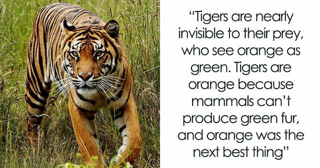 30 Of The Most Fascinating Facts Shared In The "Today I Learned" Online Group (New Pics)