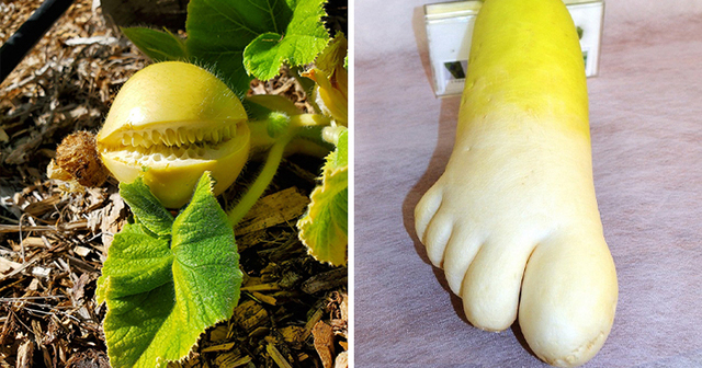 30 Fruits And Vegetables That Look Like Other Things