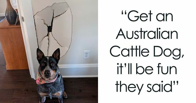 30 Hilariously Adorable Pics Of Dogs Getting Publicly Shamed For Their Shenanigans