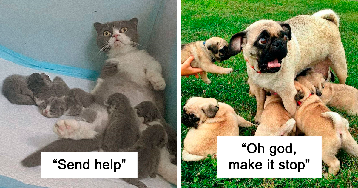 30 Funny And Adorable Pictures Of Animal Parents With Their Babies