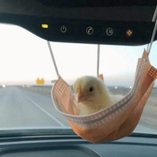 30 Funny Animal Pics Shared By The "Important Animal Images" Facebook Page (New Pics)