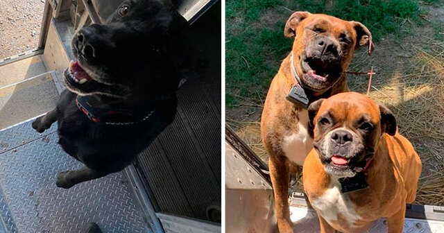 20 Times UPS Drivers Met Cute Dogs On Their Routes, As Shared By This Facebook Group