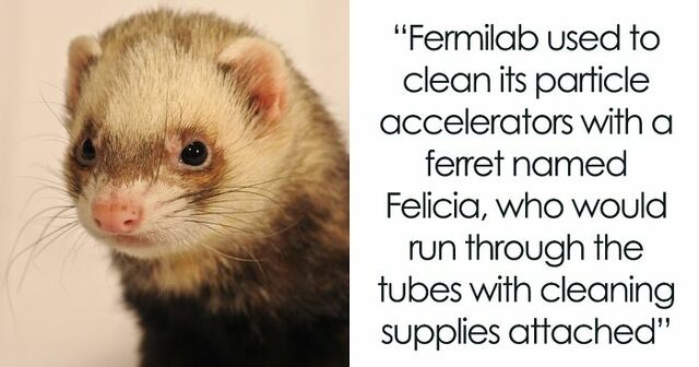 30 Of The Most Interesting Facts Shared In The ‘Today I Learned’ Online Group (New Pics)