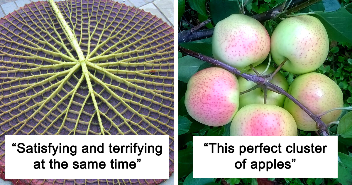 30 Of The Most Perfect Examples Of Geometrical Symmetry In Nature