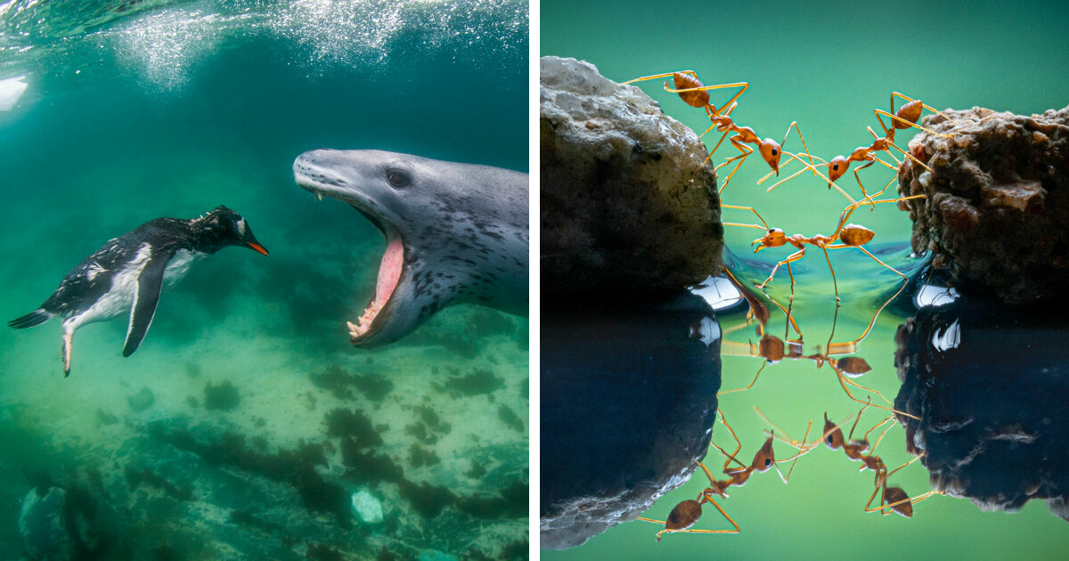20 Mesmerising Nature Photos That Won The 2021 World Nature Photography Awards
