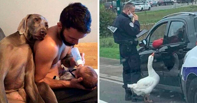 The “Important Animal Images” Facebook Page Is Sharing Animal Pics That Everyone Should See (30 New Pics)