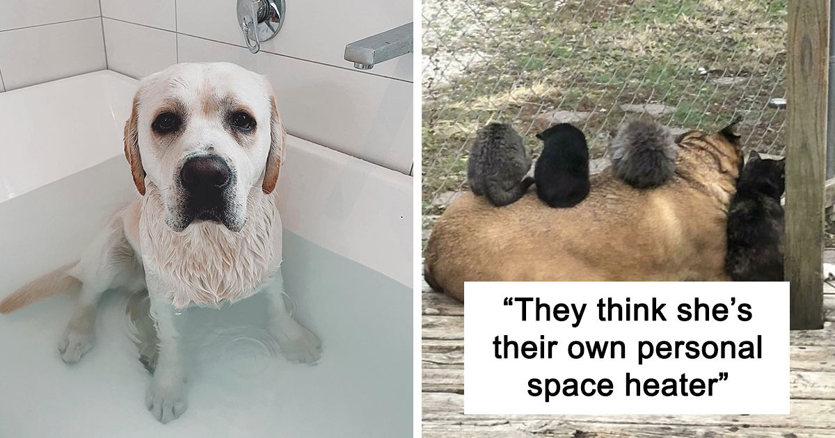 30 Times Pets Hilariously Invaded Owner's Personal Space