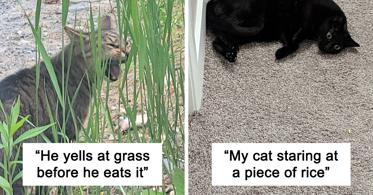 30 Times Cats Acted So Weird, They Made People Ask, “What’s Wrong With Your Cat?”