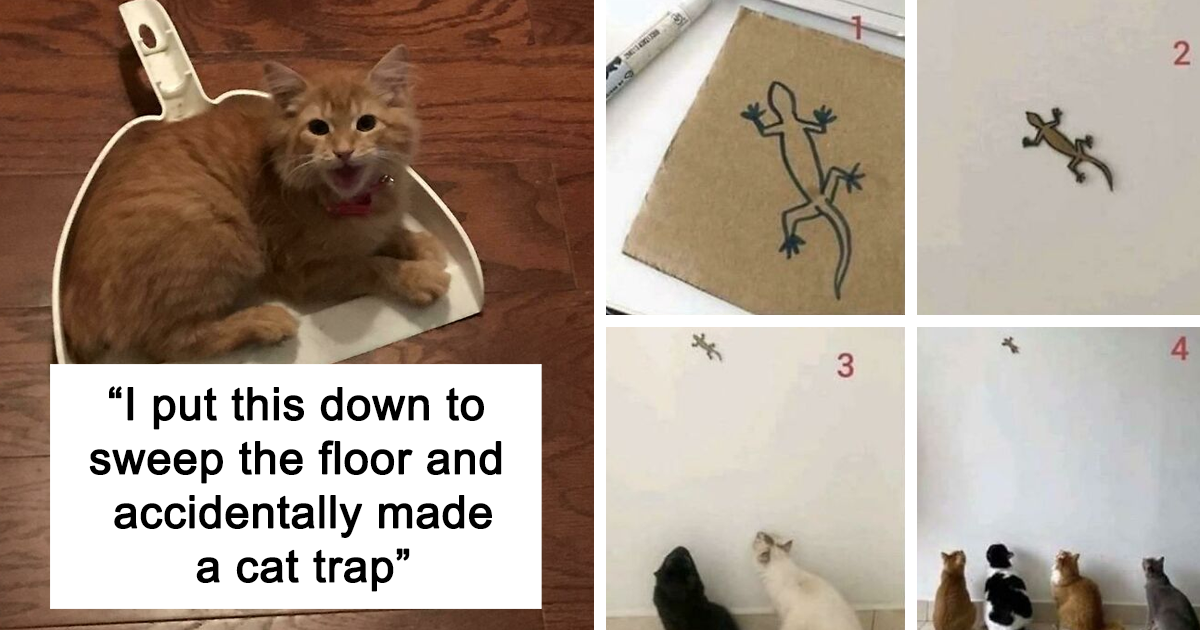 'The Cat Trap Is Working' Online Group Shares Funny Cats Fitting Into Weird And Tiny Spaces (30 Pics)