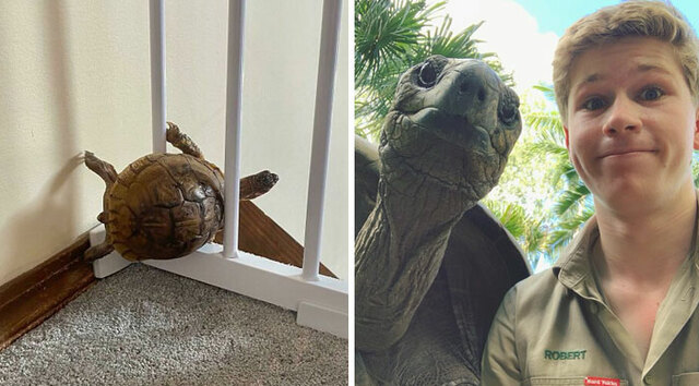 30 Adorable Turtle Pics That Might Just Make Your Day