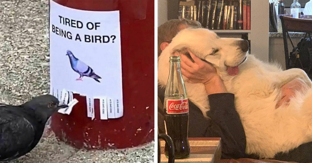 20 Hilarious Animals Spotted Goofing Around, As Shared On This Instagram Account