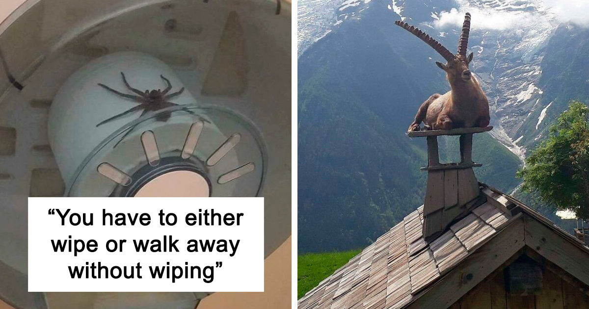 “This Is My Life Now”: 30 Oddly Hilarious Photos Of Humans And Animals Accepting Their Fate