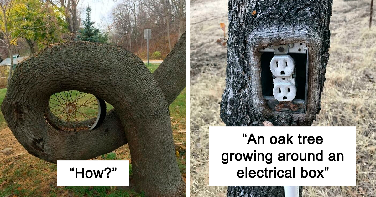 20 "Hungry" Trees Sucking On Things They Came In Contact With