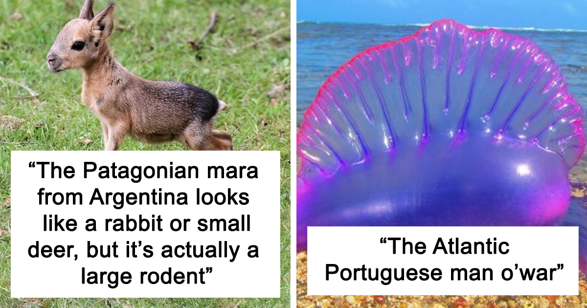 30 Of The Most Rare And Stunning Animals, As Shared On 'Posting Photos Of Amazing Species You’ve Never Heard Of' Online Page