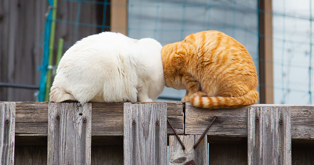 20 Images From The Comedy Pet Photography Awards 2022 That Made It To The Finalist List