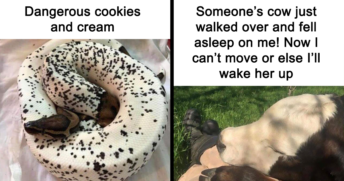 30 Animals And Other Creatures That Make You Say "Nope" Despite Them Being Heckin' Adorable