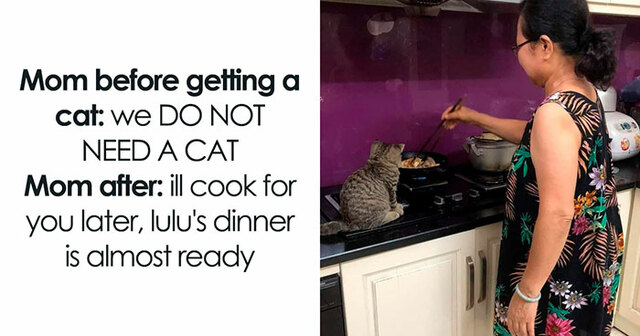30 Memes Cat Lovers Wish They Could Tag Their Fluffy Feline Friends In (New Pics)