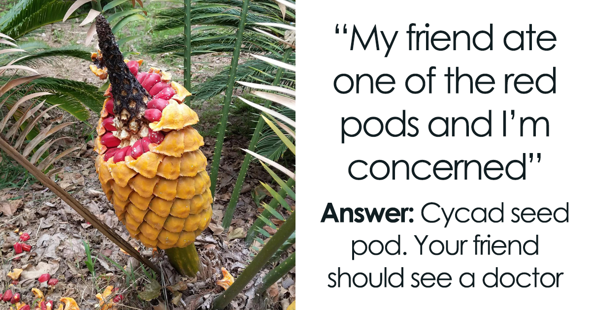 20 Mysterious And Odd-Looking Plants Shared And Identified By Members Of This Online Group