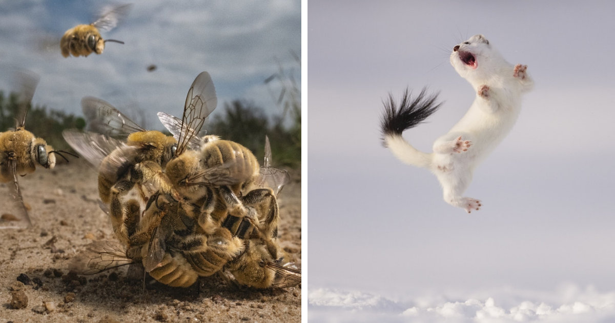 10 Magnificent Photos That Won The Big Picture Natural World Photography Contest 2022