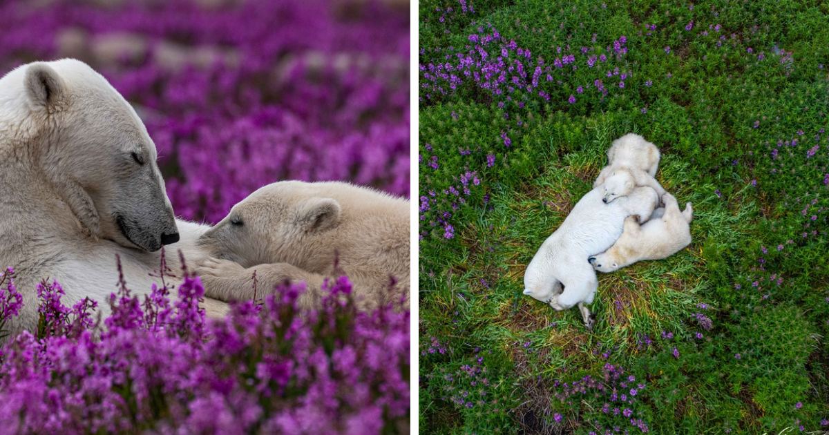 Playful Photos Of Polar Bears In The Summer, Captured By Martin Gregus Jr.