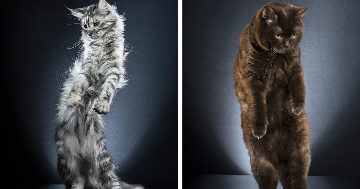 Photographer Captures Unique Portraits Of Cats In Standing Postures (15 Pics)