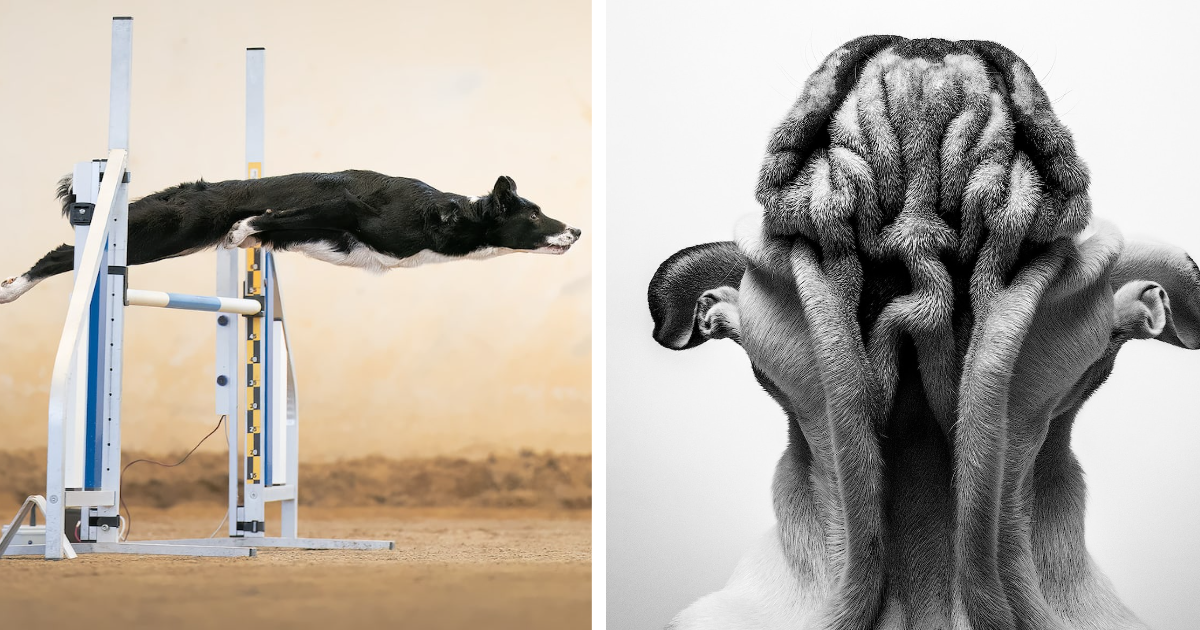 20 Adorable Pics That Made It To The Winning List Of The "Dog Photography Awards 2022"