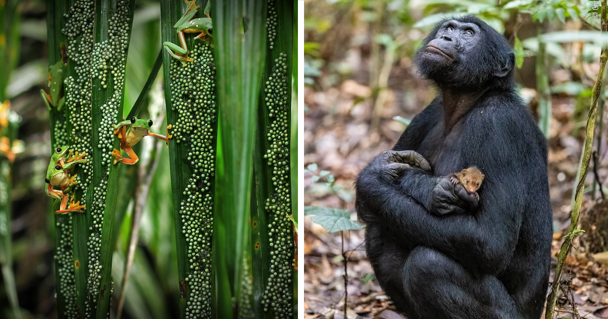 10 Photos That Made It To The Winning List Of The "Wildlife Photographer Of The Year" Contest 2022