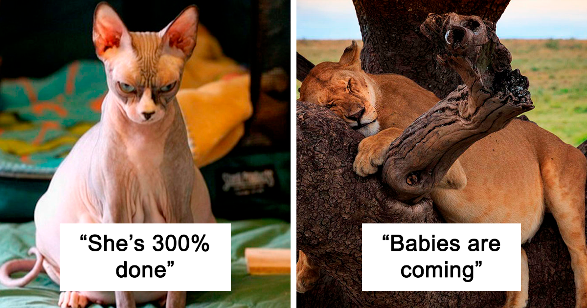 30 Adorably Pregnant Animals That Were Spotted And Snapped At Just The Right Moment