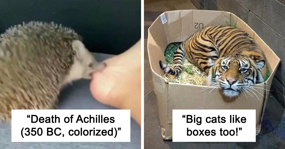 30 Times Animals Looked So Silly And Goofy, People Had To Share Their Pics Online
