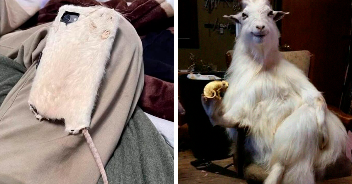 20 Funny Examples Of Taxidermy Gone Horrifically Wrong