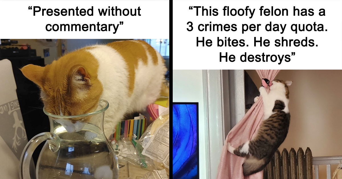 20 Hilarious Cats Crimes Shared By Cat Owners