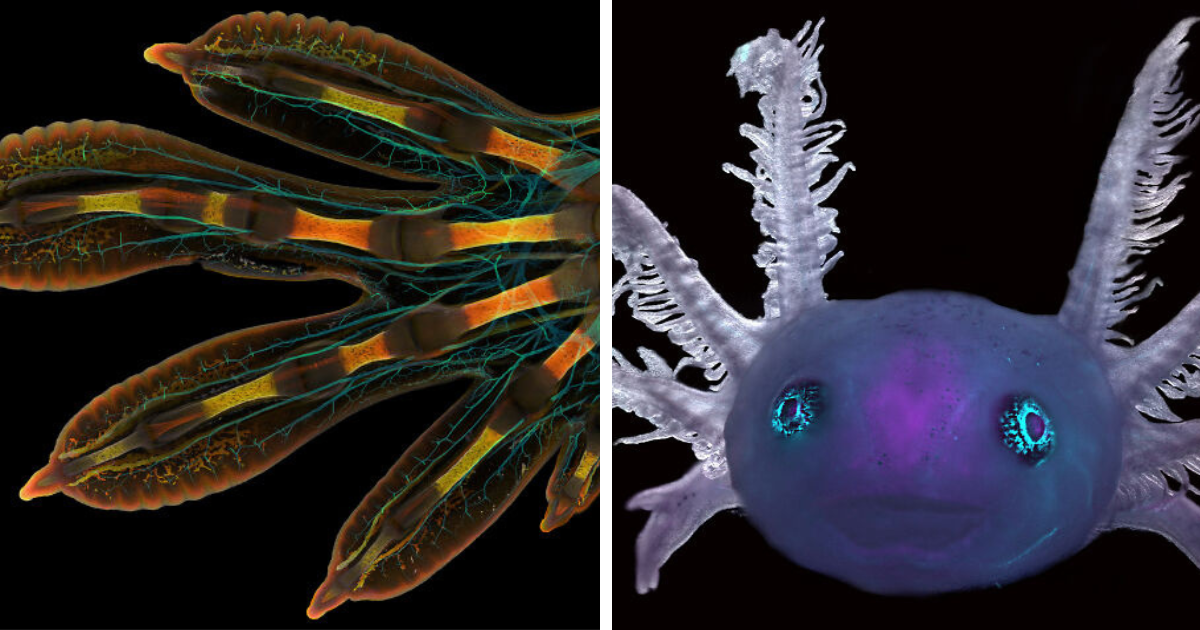 30 Winning Shots From Nikon’s Small World Photomicrography Competition 2022