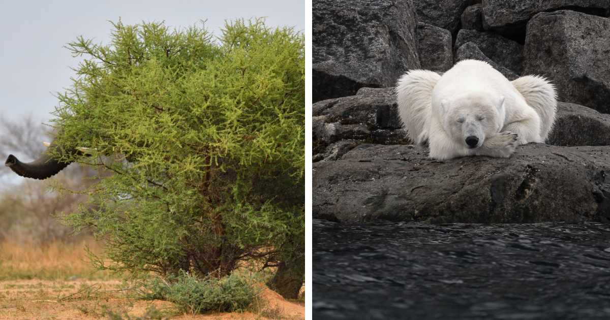 20 Winning Images From The World Nature Photography Awards 2022